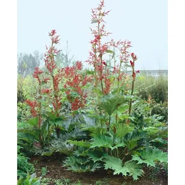 PlantaPro Obstpflanze Rheum palm. tanguticum