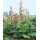 PlantaPro Obstpflanze Rheum palm. tanguticum
