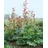 PlantaPro Obstpflanze Rheum palm. tanguticum
