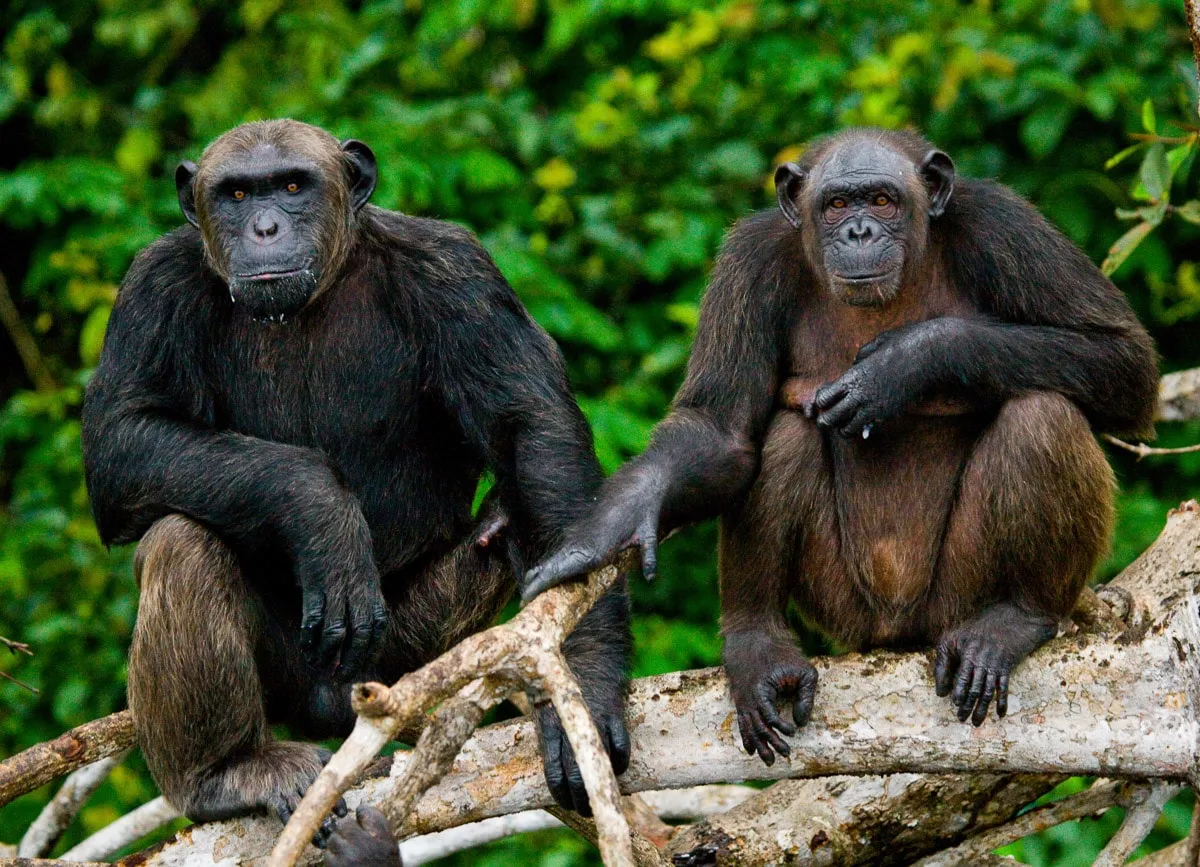 PAPERMOON Fototapete "Schimpansen aus dem Kongo" Tapeten Gr. B/L: 4,00 m x 2,60 m, Bahnen: 8 St., bunt Fototapeten