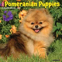 Willow Creek Pomeranian Puppies 2026 12 X 12 Wall