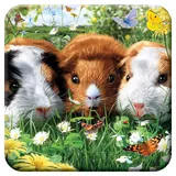 3D LiveLife Kork Matte - Meerschweinchen von Deluxebase. Linsenförmige-3D-Kork Tiere Untersetzer. rutschfeste Getränkematte mit Originalkunstwerk lizenziert vom bekannt Künstler David Penfound