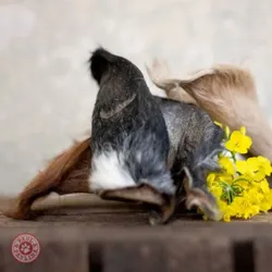 Hundesnacks Pferdeohren mit Fell