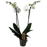 ROOTZ PLANTS Phalaenopsis Orchidee weiß ca. 50-60cm