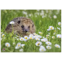 Veloflex Schreibtischunterlage Igel Kunststoff 50,0 x 35,0 cm, 1 St.