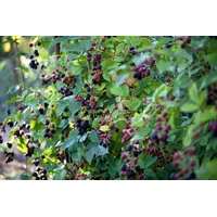 Pflanzen Für Dich Rubus Fruticosus Thornless Evergreen Brombeere Dornenlos