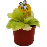 EXOTENHERZ Fleischfressende Pflanze Maya-Fettkraut Pinguicula spec. Guatemala 9cm Topf
