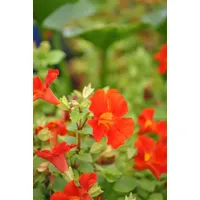 Pflanzen Für Dich Mimulus cupreus 'Roter Kaiser', Gauklerblume, rot,