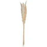 Atmosphera - Set Aus 6 Trockenblumen Pampa Naturelle H. 65 Cm Créateur D'Intérieur
