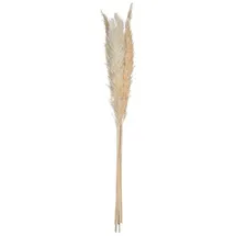 Atmosphera - Set Aus 6 Trockenblumen Pampa Naturelle H. 65 Cm Créateur D'Intérieur