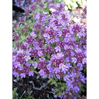 Thymus serpyllum Coccineus - Teppich-Thymian Verpackungseinheit 3