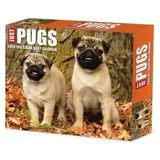 Willow Creek Press Just Pugs 2026 Box Calendar