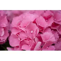 Pflanzen Für Dich Hydrangea mac. Schöne Bautznerin' C 30-