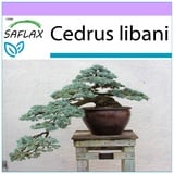 Saflax - Bonsai - Libanon Zeder - 20 Samen - Cedrus libani