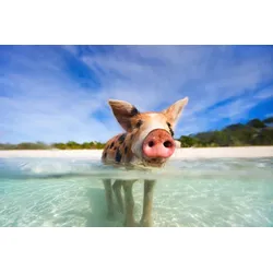 Fototapete PAPERMOON "FERKEL-SCHWEIN TIER SCHWIMMEN HUMOR STRAND SÜDSEE PALME", bunt, B:4,00m L:2,60m, Vlies, Tapeten