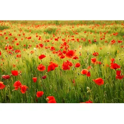 Fototapete PAPERMOON "Field of Poppies", bunt (mehrfarbig), B:5m L:2,8m, Vlies, Tapeten