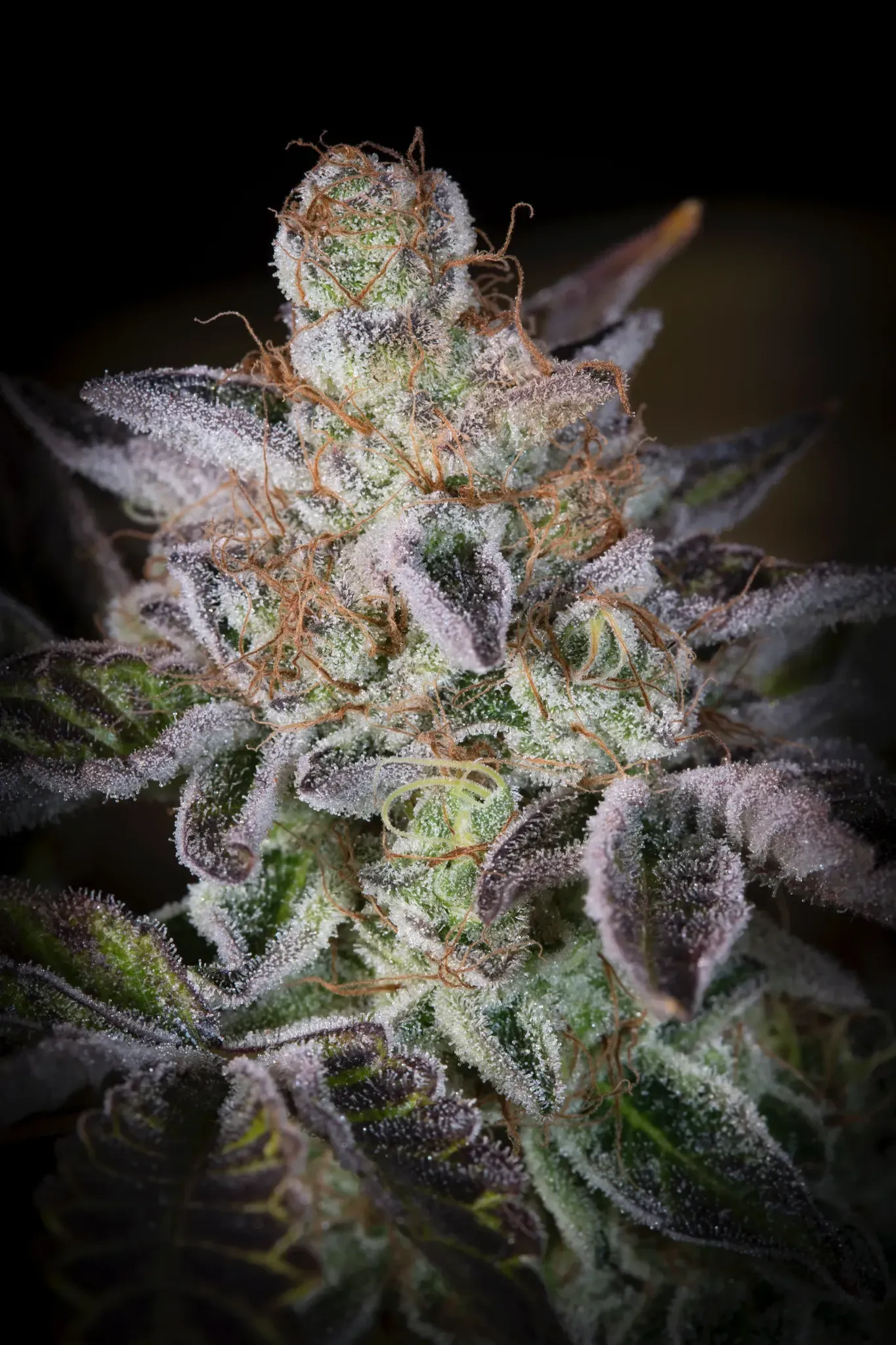 Paradise Seeds Sweetopia 5 Samen