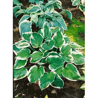 Pflanzen Für Dich Hosta X Fortunei Minuteman Funkie Ca. 11x11 cm Topf