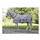 Covalliero RugBe Zebra Fliegendecke Ekzemerdecke Pferdedecke mit Halsteil 155cm