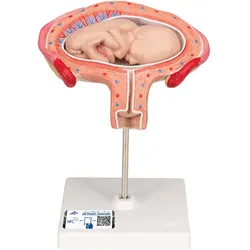 Fetus Modell, 4. Monat, Bauchlage - 3B Smart Anatomy