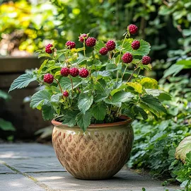 Plant in a Box - Taybeere - 3 Stk - Rubus 'Tayberry' - Höhe 25-40cm - Topf 9cm