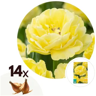 Plant in a Box - Tulpenzwiebeln - 14 Stk - Tulipa 'Avant Garde' - Blumenzwiebeln - Gelb