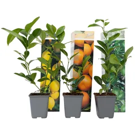 Plant in a Box - Zitruspflanzenmischung - 3 Stk - Citrus limon - Höhe 25-40cm