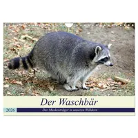 Calvendo Der Waschbär - Der Maskenträger in unseren Wäldern