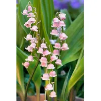 Pflanzen Für Dich Convallaria majalis 'Rosea', Maiglöckchen, ca. 9x9