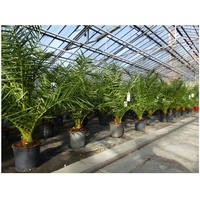 gruenwaren jakubik Palme 90-120 cm, Phoenix canariensis, kanarische Dattelpalme, kräftige Palmen, keine Jungpflanzen
