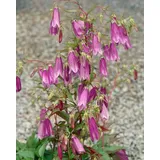 PlantaPro Campanula punctata 'Rubriflora' 9x9 cm Topf – Winterhart, Mehrjährig, Pflegeleicht – Gefleckte Glockenblume – Staude für Beet & Rabatte