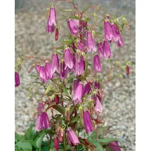 PlantaPro Campanula punctata 'Rubriflora' 9x9 cm Topf – Winterhart, Mehrjährig, Pflegeleicht – Gefleckte Glockenblume – Staude für Beet & Rabatte