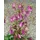 PlantaPro Campanula punctata 'Rubriflora' 9x9 cm Topf – Winterhart, Mehrjährig, Pflegeleicht – Gefleckte Glockenblume – Staude für Beet & Rabatte
