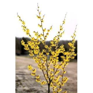 Gelbblühende Zaubernuss Hamamelis Promise 'Arnold Promise' 40-60 cm winterhart Freilandaufzucht