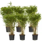 Plant in a Box - Bambus - 6 Stk - Fargesia nitida 'Gansu' - Höhe 50-70cm - Topf 17cm