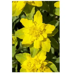Euphorbia polychroma, Gold-Wolfsmilch, ca. 9x9 cm Topf