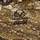 thinkTANK Think Tank Emergency Rain Cover-Small Realtree APX