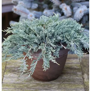 die nr-01.de Blauer Kriechwacholder 15-20cm - Juniperus horizontalis