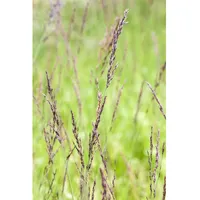 Pflanzen Für Dich Molinia caerulea 'Edith Dudszus', Moorgras, ca.
