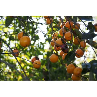Kakipflaume Diospyros kaki Pflanze 5-10cm Kaki Kakibaum Götterfrucht Rarität