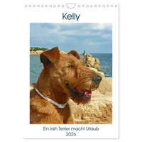 Calvendo Kelly - Ein Irish Terrier macht Urlaub (Wandkalender