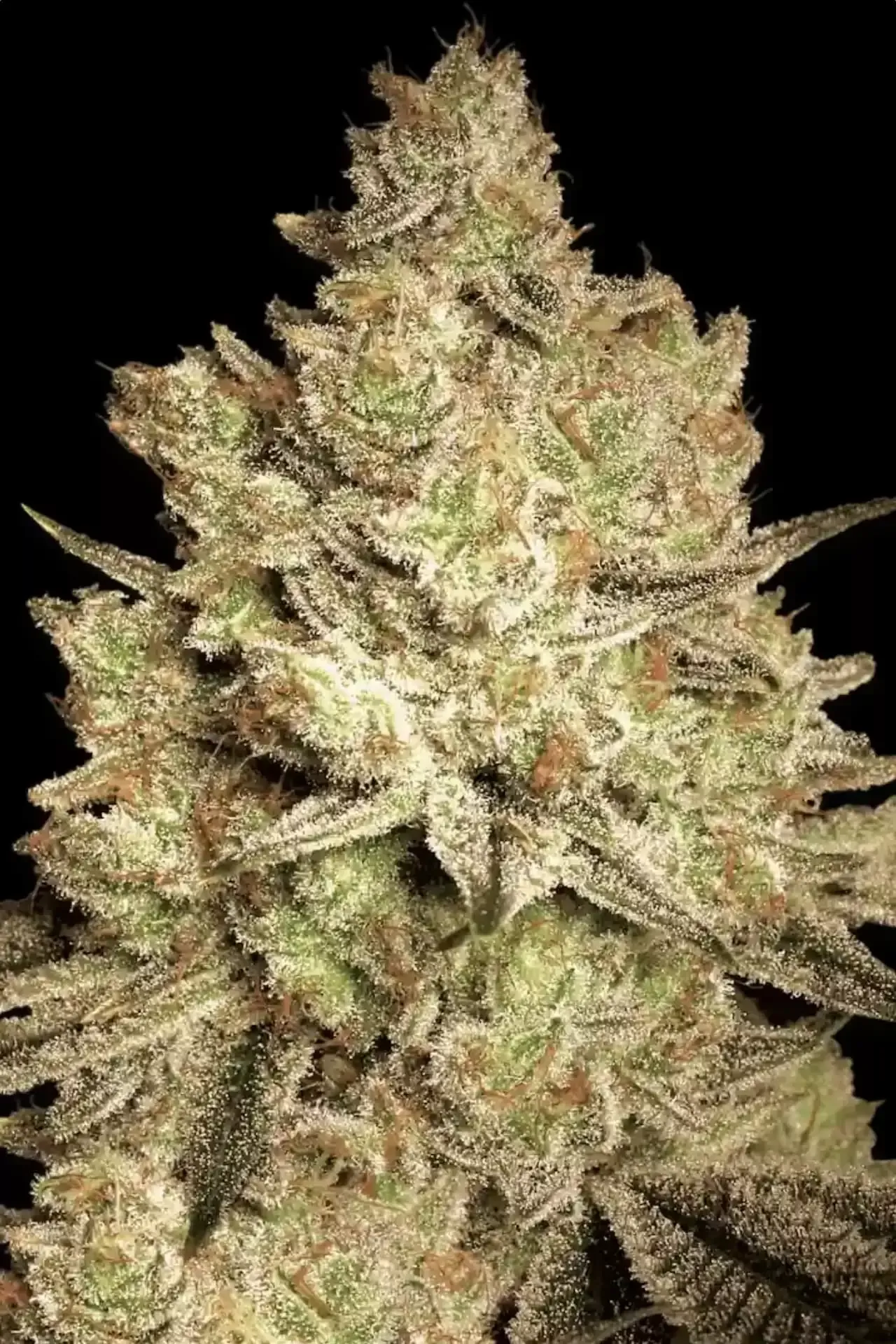 Paradise Seeds Jacky  White 5 Samen