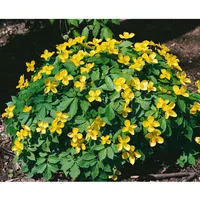 Pflanzen Für Dich Hylomecon japonicum, Japanischer Waldmohn, ca. 9x9