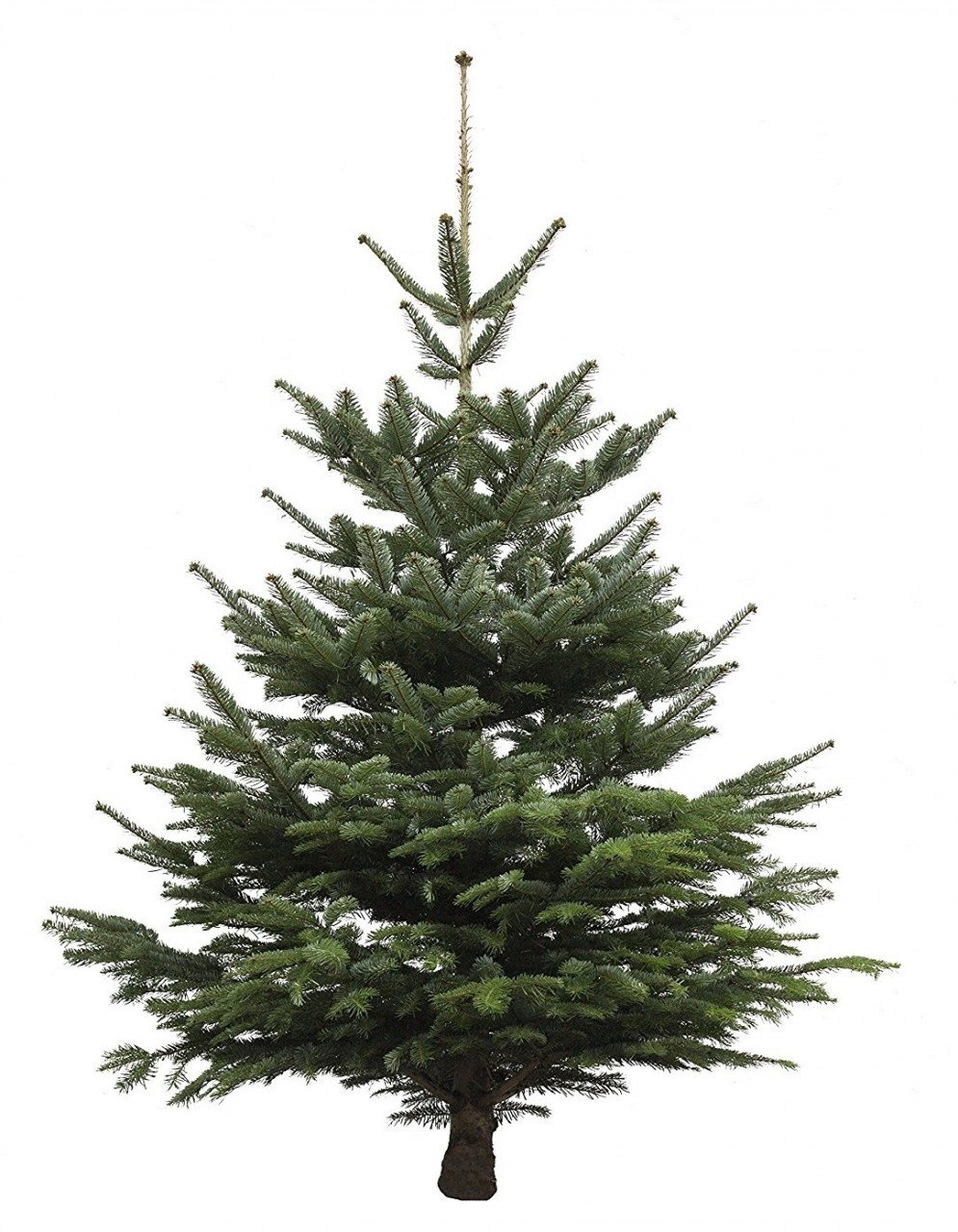 Echter Weihnachtsbaum Nordmanntanne, Höhe ca. 170 - 180 cm, Premiumqualität, ...