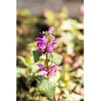 Pflanzen Für Dich Lamium maculatum Beacon Silver', Silberblatt-Taubnessel, ca.