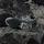 adidas Herren Trekkinghalbschuhe Terrex Skychaser GORE-TEX Wanderschuh - Carbon / Grey One / Halo Green - 49 1/3 in Grau CARBON/GREONE/HALGRN