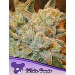 Anesia White Runtz Fem. 3St.