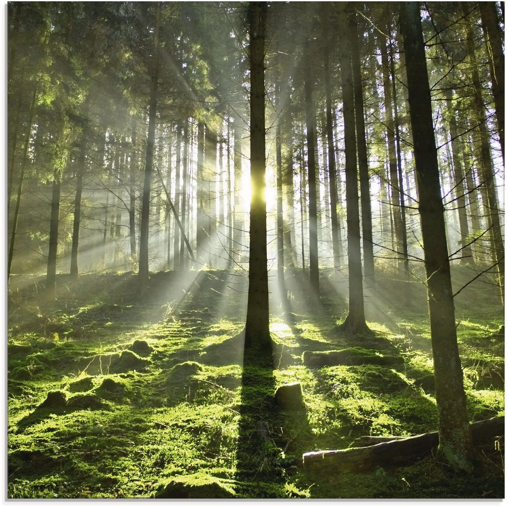 Artland Glasbild »Wald im Gegenlicht«, Wald, (1 St.), in verschiedenen Größen Artland grün