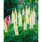 PlantaPro Lupinus polyphyllus 'Fräulein' 11x11 cm Topf – Winterhart, Mehrjährig, Pflegeleicht – Lupine – Staude für Beet & Rabatte