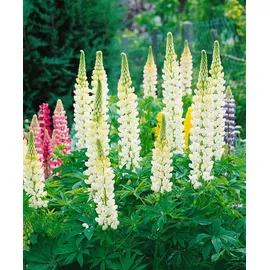 PlantaPro Lupinus polyphyllus 'Fräulein' 11x11 cm Topf – Winterhart, Mehrjährig, Pflegeleicht – Lupine – Staude für Beet & Rabatte